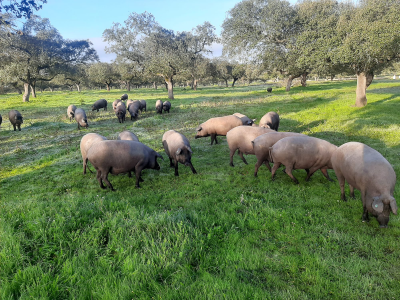 alimentacion-del-cerdo-iberico